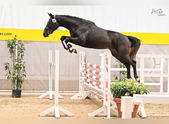 Hannover, Giumenta, 5 Anni, 165 cm, Grigio