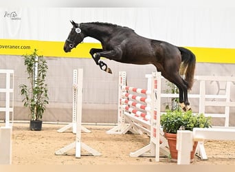Hannover, Giumenta, 5 Anni, 165 cm, Grigio