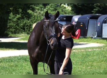 Hannover, Giumenta, 5 Anni, 165 cm, Morello