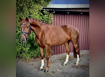 Hannover, Giumenta, 5 Anni, 165 cm, Sauro