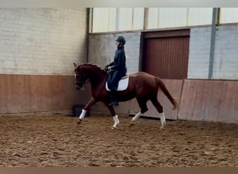 Hannover, Giumenta, 5 Anni, 165 cm, Sauro