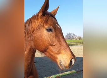 Hannover, Giumenta, 5 Anni, 165 cm, Sauro
