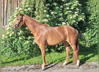 Hannover, Giumenta, 5 Anni, 165 cm, Sauro