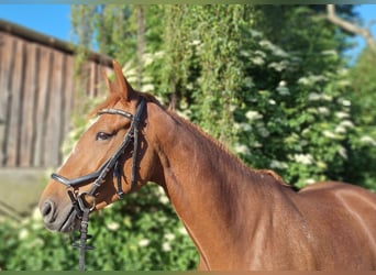 Hannover, Giumenta, 5 Anni, 165 cm, Sauro