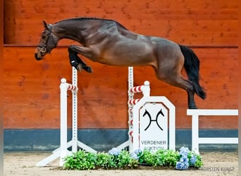 Hannover, Giumenta, 5 Anni, 166 cm, Baio