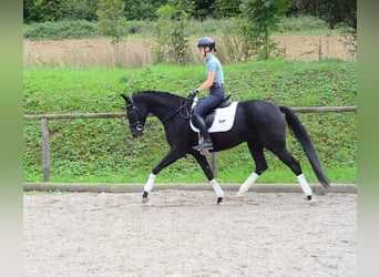 Hannover, Giumenta, 5 Anni, 166 cm, Baio nero