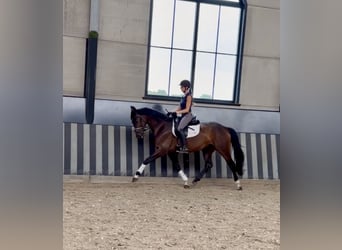 Hannover, Giumenta, 5 Anni, 166 cm, Baio scuro