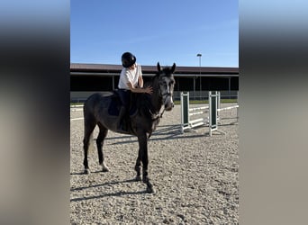 Hannover, Giumenta, 5 Anni, 166 cm, Leardo