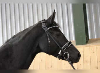 Hannover, Giumenta, 5 Anni, 166 cm, Morello