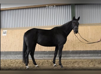 Hannover, Giumenta, 5 Anni, 166 cm, Morello