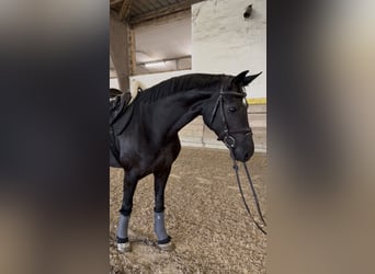 Hannover, Giumenta, 5 Anni, 166 cm, Morello