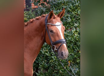 Hannover, Giumenta, 5 Anni, 166 cm, Sauro