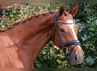 Hannover, Giumenta, 5 Anni, 166 cm, Sauro