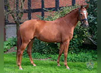 Hannover, Giumenta, 5 Anni, 166 cm, Sauro