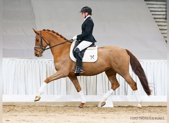 Hannover, Giumenta, 5 Anni, 166 cm, Sauro