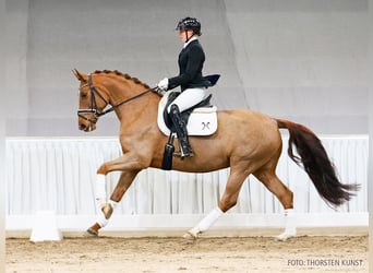 Hannover, Giumenta, 5 Anni, 166 cm, Sauro