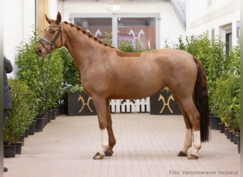 Hannover, Giumenta, 5 Anni, 166 cm, Sauro