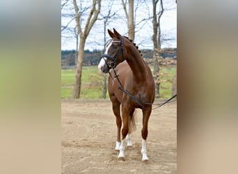 Hannover, Giumenta, 5 Anni, 166 cm, Sauro scuro