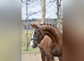 Hannover, Giumenta, 5 Anni, 166 cm, Sauro scuro