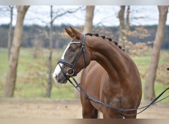 Hannover, Giumenta, 5 Anni, 166 cm, Sauro scuro