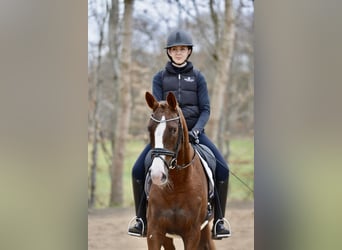 Hannover, Giumenta, 5 Anni, 166 cm, Sauro scuro