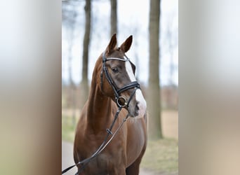Hannover, Giumenta, 5 Anni, 166 cm, Sauro scuro