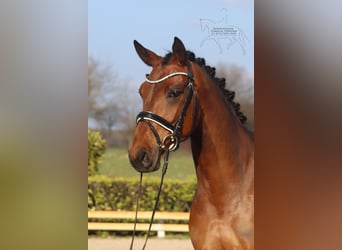 Hannover, Giumenta, 5 Anni, 167 cm, Baio