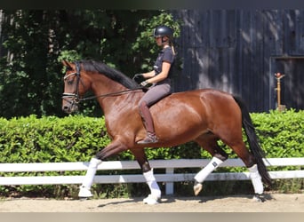 Hannover, Giumenta, 5 Anni, 167 cm, Baio