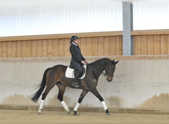 Hannover, Giumenta, 5 Anni, 167 cm, Baio