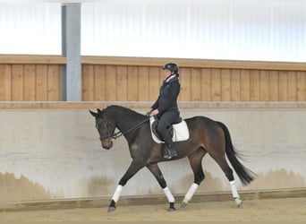 Hannover, Giumenta, 5 Anni, 167 cm, Baio