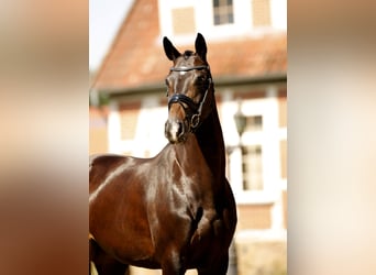 Hannover, Giumenta, 5 Anni, 167 cm, Baio nero