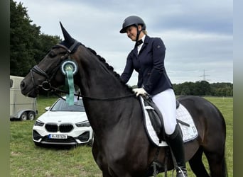 Hannover, Giumenta, 5 Anni, 167 cm, Baio scuro