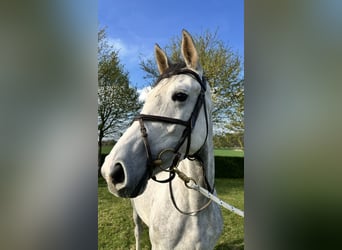 Hannover, Giumenta, 5 Anni, 167 cm, Grigio