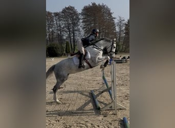 Hannover, Giumenta, 5 Anni, 167 cm, Grigio