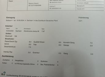 Hannover, Giumenta, 5 Anni, 167 cm, Morello