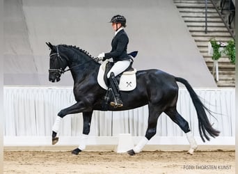 Hannover, Giumenta, 5 Anni, 167 cm, Morello