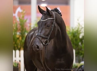 Hannover, Giumenta, 5 Anni, 167 cm, Morello