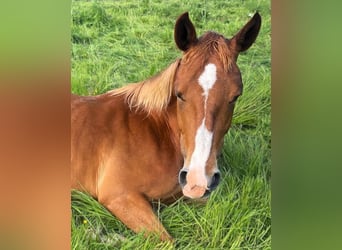 Hannover, Giumenta, 5 Anni, 167 cm, Sauro