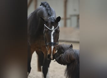 Hannover, Giumenta, 5 Anni, 168 cm, Baio