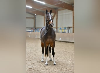 Hannover, Giumenta, 5 Anni, 168 cm, Baio