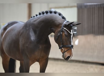 Hannover, Giumenta, 5 Anni, 168 cm, Baio