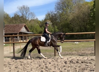 Hannover, Giumenta, 5 Anni, 168 cm, Baio