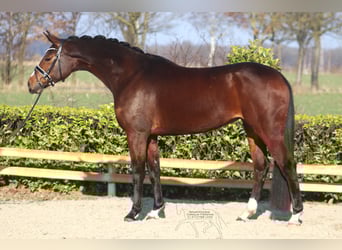 Hannover, Giumenta, 5 Anni, 168 cm, Baio