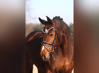 Hannover, Giumenta, 5 Anni, 168 cm, Baio