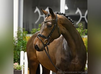 Hannover, Giumenta, 5 Anni, 168 cm, Baio