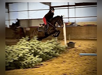 Hannover, Giumenta, 5 Anni, 168 cm, Baio