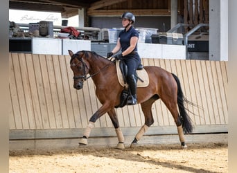 Hannover, Giumenta, 5 Anni, 168 cm, Baio scuro