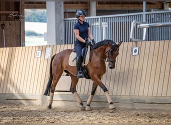 Hannover, Giumenta, 5 Anni, 168 cm, Baio scuro