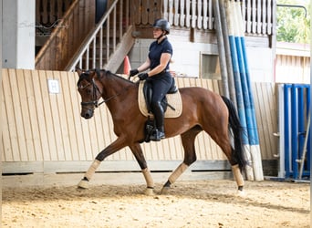 Hannover, Giumenta, 5 Anni, 168 cm, Baio scuro