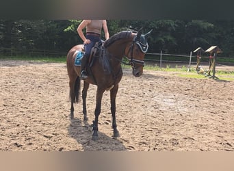 Hannover, Giumenta, 5 Anni, 168 cm, Baio scuro
